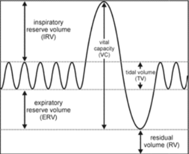 <p>whole thing, from top to bottom, is the total lung capacity or TLC</p>