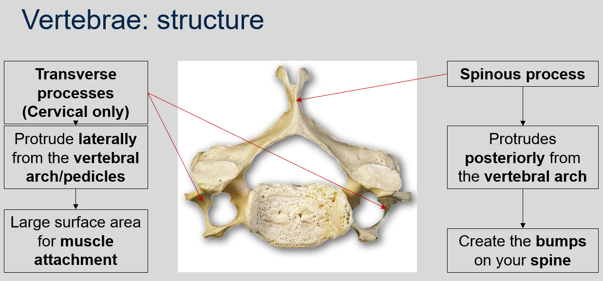 <p>In the cervical vertebrae, transverse processes protrude laterally from the vertebral arch/pedicles and provide a large surface area for muscle attachment.</p>