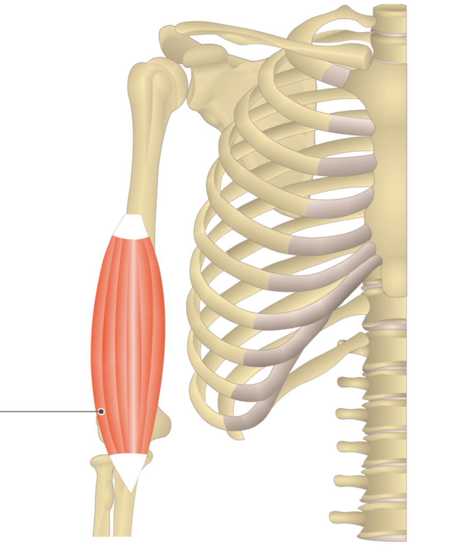 <p></p><p>origin: mid humerus</p><p>insertion: coronoid process of ulna</p>