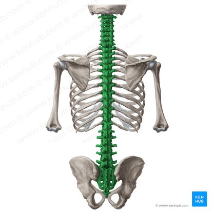 <p>The base of the occipital bone down to the coccyx</p>