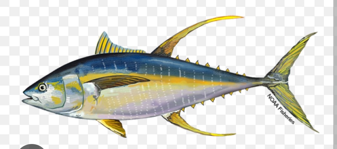 <p>Scombridae family</p><p class="has-focus">opportunistic predators with a diet consisting mainly of fish, crustaceans, and squid</p><p class="has-focus">torpedo-shaped body with a metallic dark blue back that fades to a silvery belly. Their most distinguishing features are their very long, bright yellow dorsal and anal fins. May have a horizontal yellow stripe along sides</p>