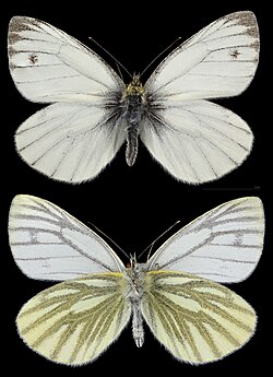 <p>Species of insect.</p>