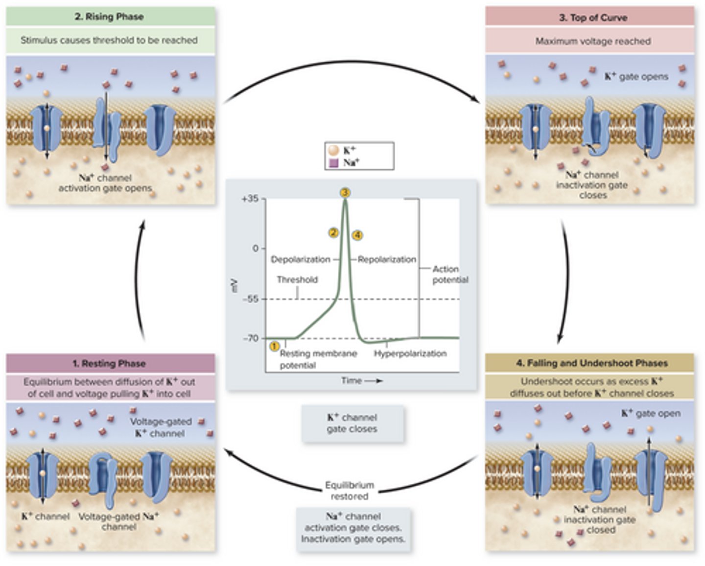 knowt flashcard image