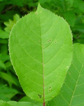 term image