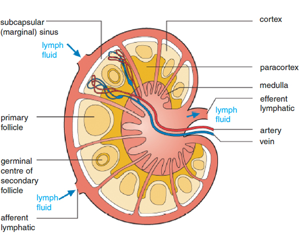 <p>The following is involved in filtration of lymph fluid</p>