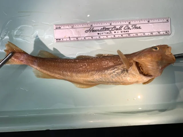 <p>What fish is this?</p>