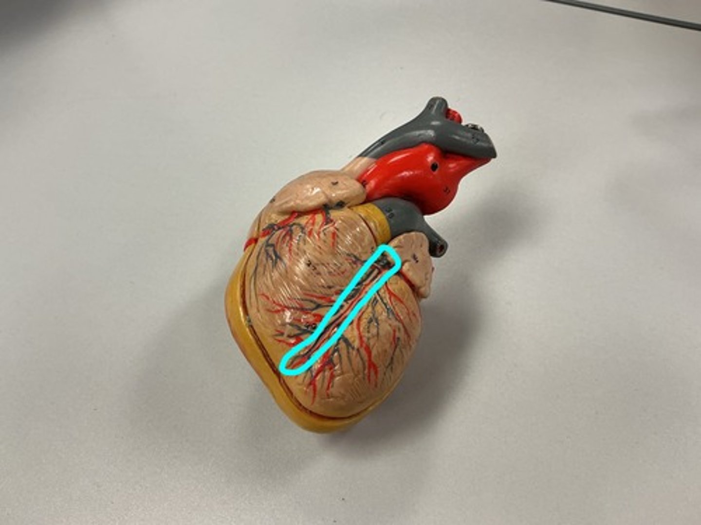 knowt flashcard image