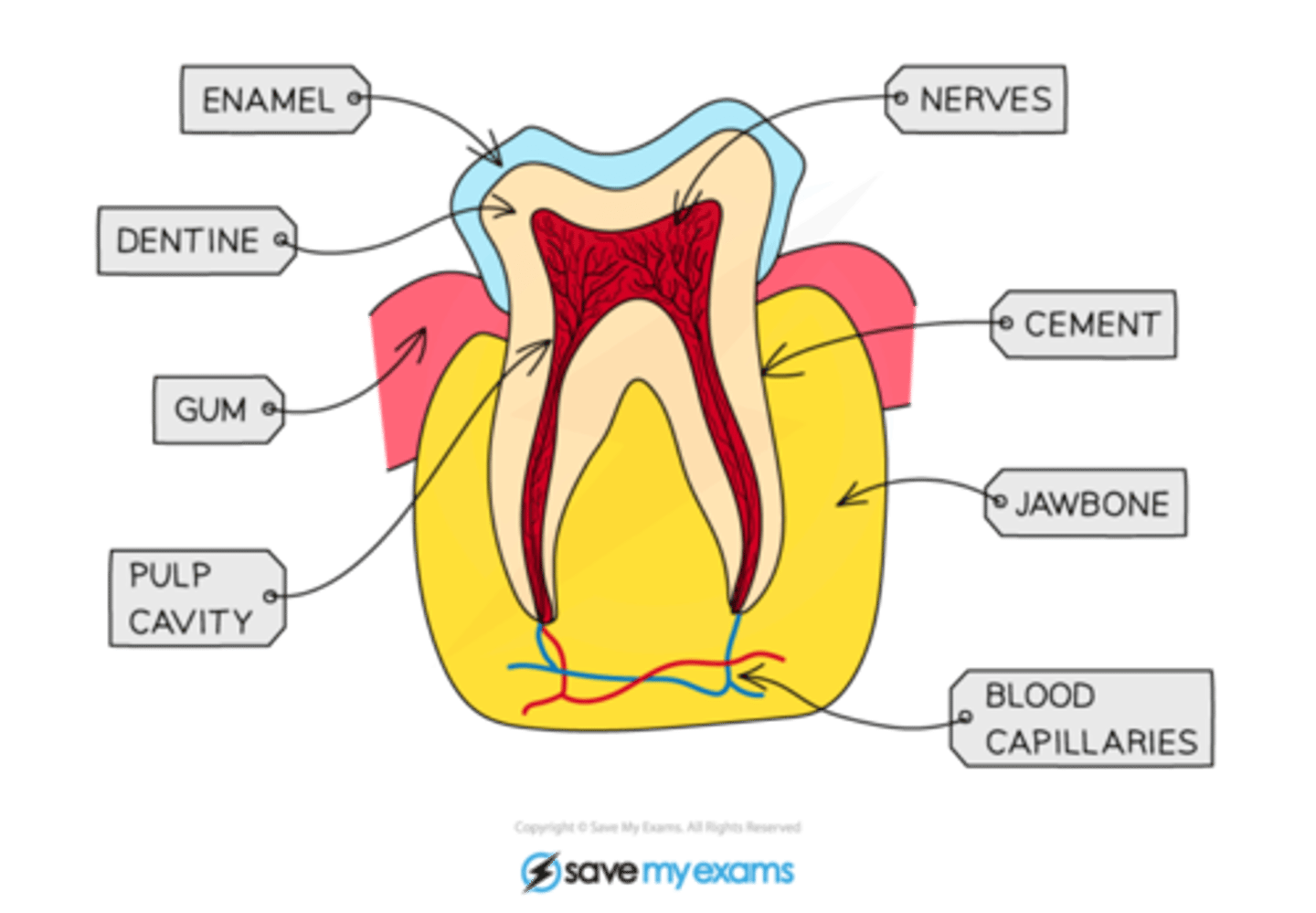 <p>Enamel</p><p>Dentine</p><p>Pulp</p>