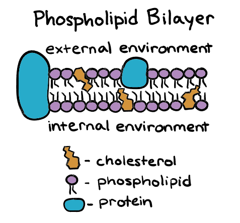<ul><li><p>seperates the inside and outside of the cell</p></li><li><p>is a phospholipid bilayer with proteins in between</p><ul><li><p>integral proteins</p></li><li><p>periphe</p></li></ul></li><li><p>held together by LDF</p></li><li><p>molecules can move freely within the membrane</p><ul><li><p>this allows holes to be more easily repaired</p></li></ul></li><li><p>has the fluidity of vegetable oil</p></li><li><p>Exists in both animals and plant cells</p></li></ul>