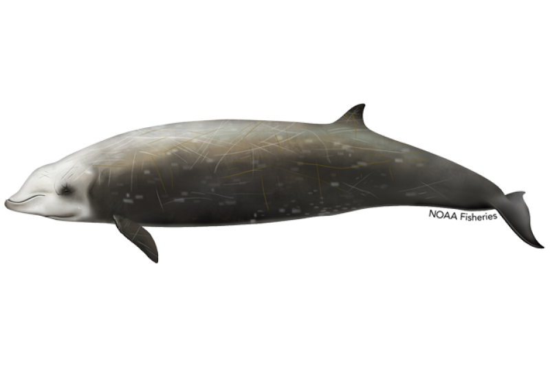 What’s the scientific name of Cuvier’s beaked whale?