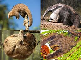 <p>sloths and ant-eaters</p><ul><li><p><span style="background-color: transparent;"><span>dentition reduced, heavily furred, heavily clawed feet, small ears, valvular nostrils, and low reproductive capacity.</span></span></p></li><li><p><span style="background-color: transparent;"><span>Family </span><strong><span>Bradypodidae</span></strong></span></p></li><li><p><span style="background-color: transparent;"><span>Family </span><strong><span>Myrmecophagidae</span></strong></span></p></li></ul><p></p>