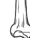 <ul><li><p>A processes that form joints</p></li><li><p>A small, smooth, flat articular surface</p></li></ul><p></p>