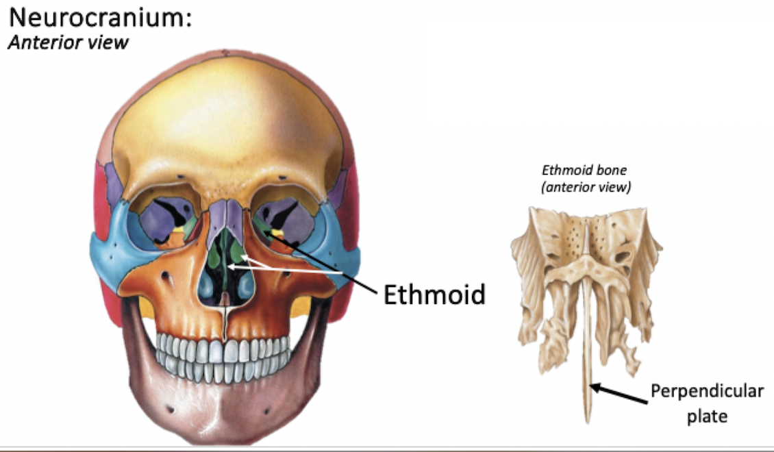 <p>Unpaired bone, forms part of the:</p><ul><li><p>Orbital wall, nasal cavity/septum</p></li></ul>