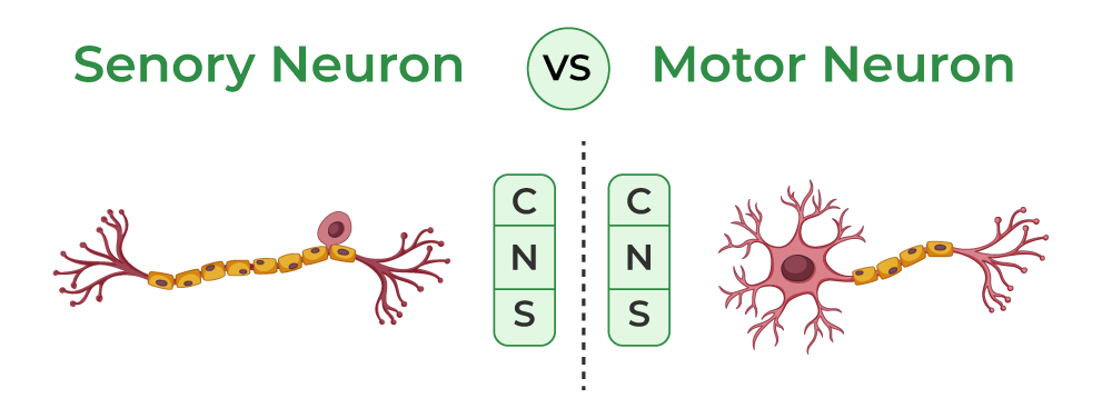 <p>Afferent vs Efferent </p>