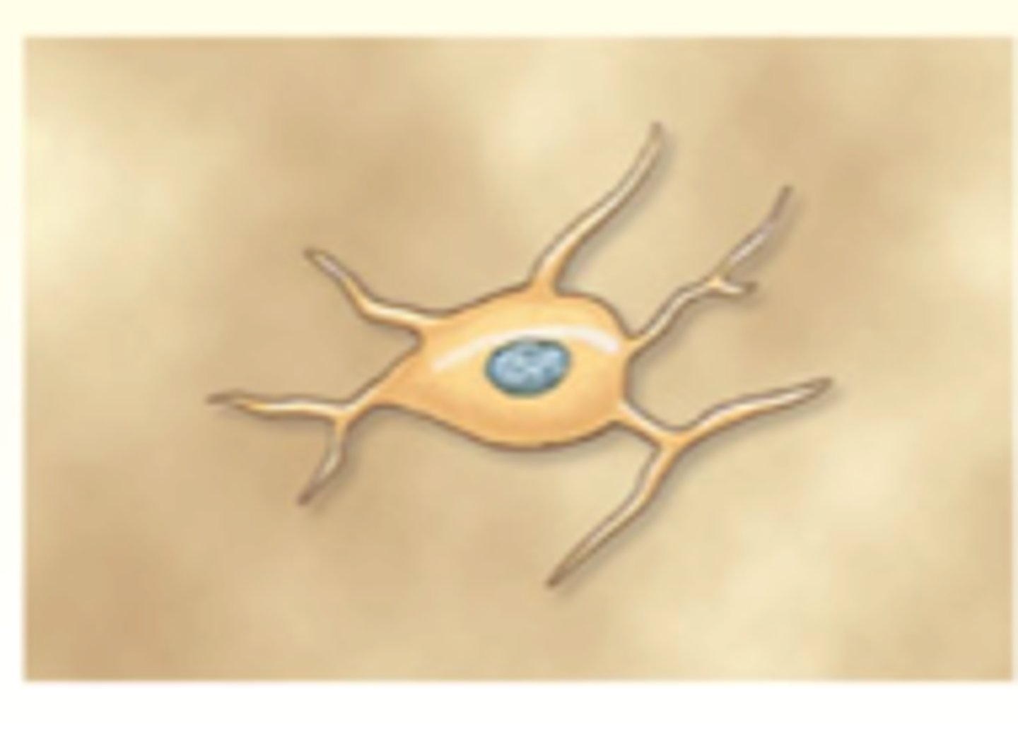 <p>satellite cells</p>