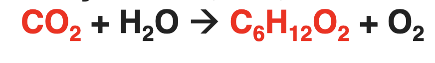 <p>Which one of the red molecules is Dissolved Inorganic Content (DIC) and which is Dissolved Organic content (DOC)?</p>