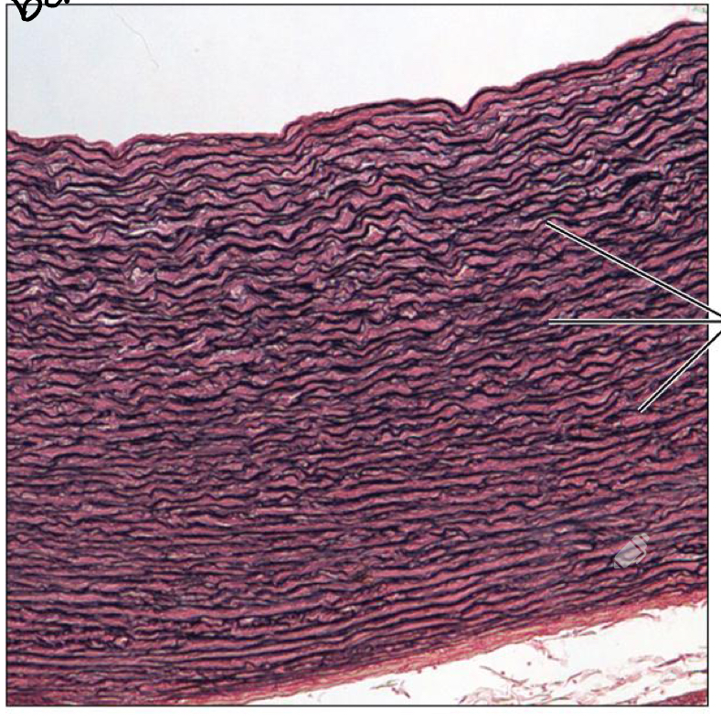 <p>What tissue is this?</p>