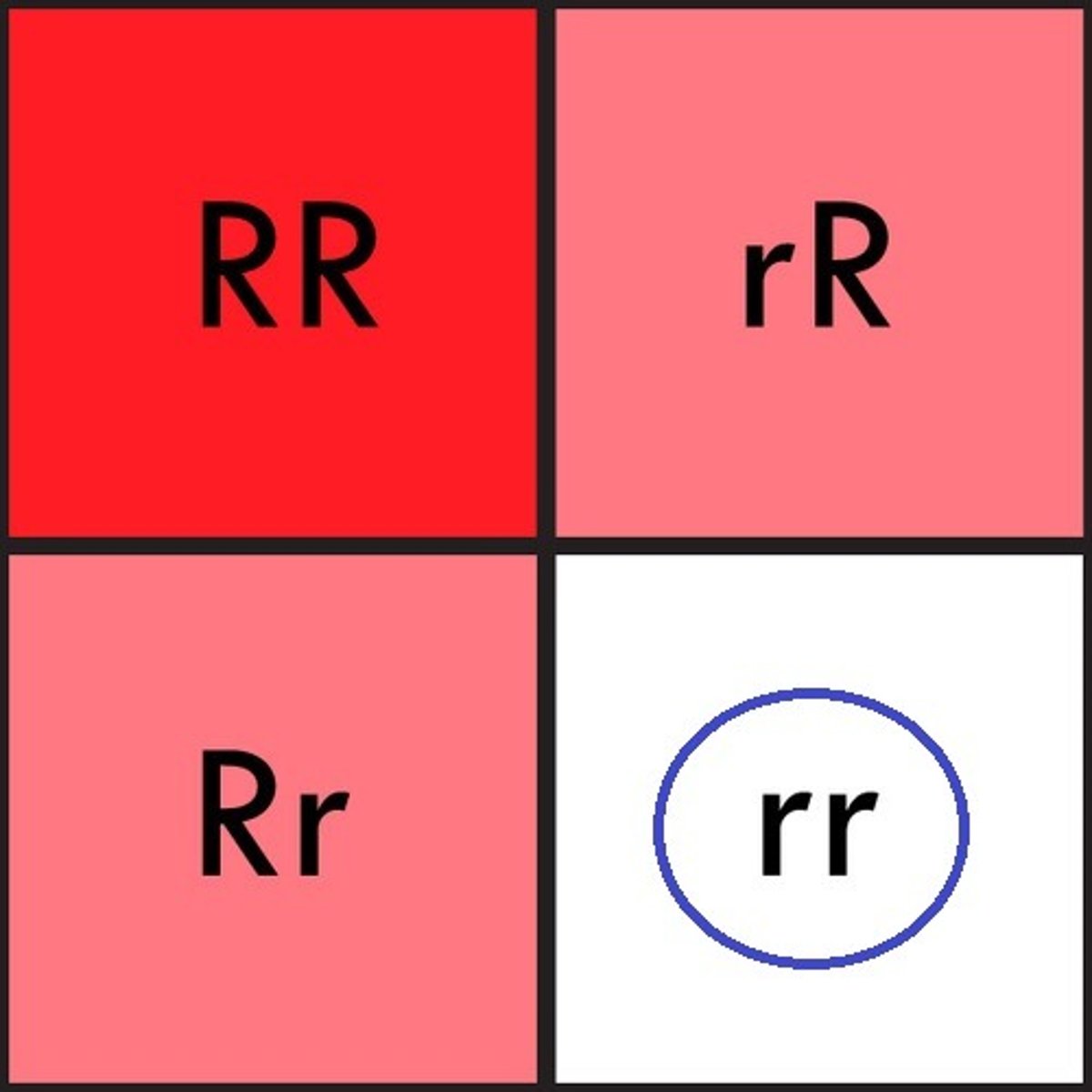 <p>Allele that is only expressed when two recessive alleles are present, but masked (hidden) when a dominant allele is present and is represented by a lowercase letter in the genotype</p>