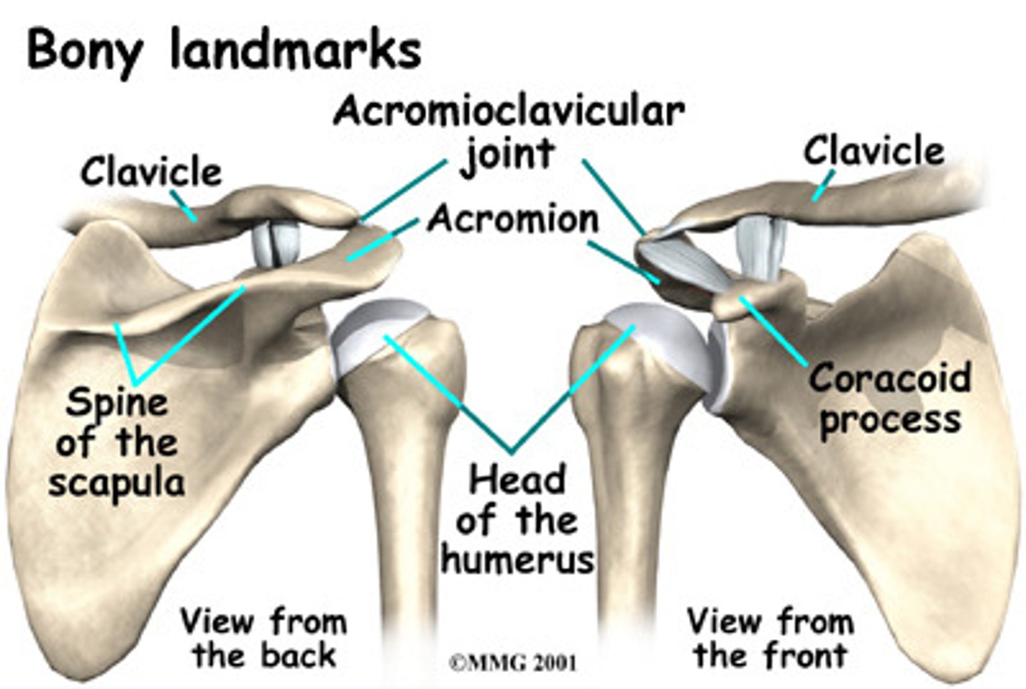 <p>Moving component: scapula (acromion), concave moving on convex, osteo/arthrokinematic motion occurs in the same direction</p>