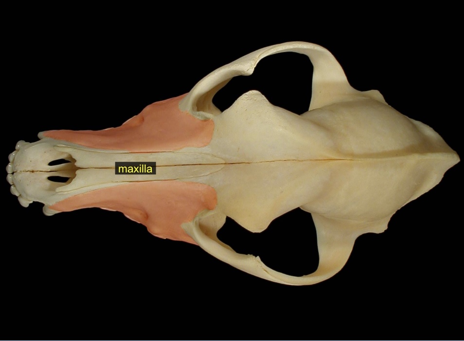 <p>makes up upper jaw + face</p>