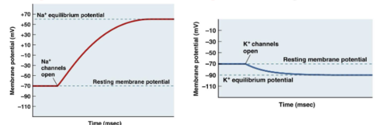 <p>the difference b/w the membrane potential and the ion equilibrium potential</p><p>larger the difference, the stronger the driving force</p>