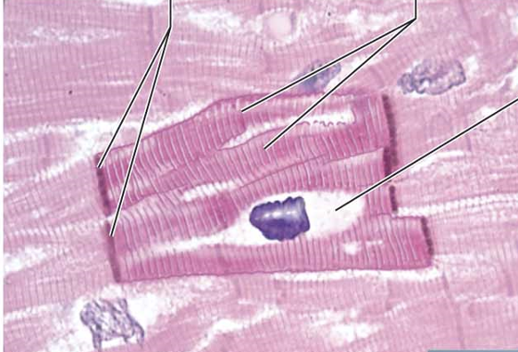 <p>cardiac muscle</p>