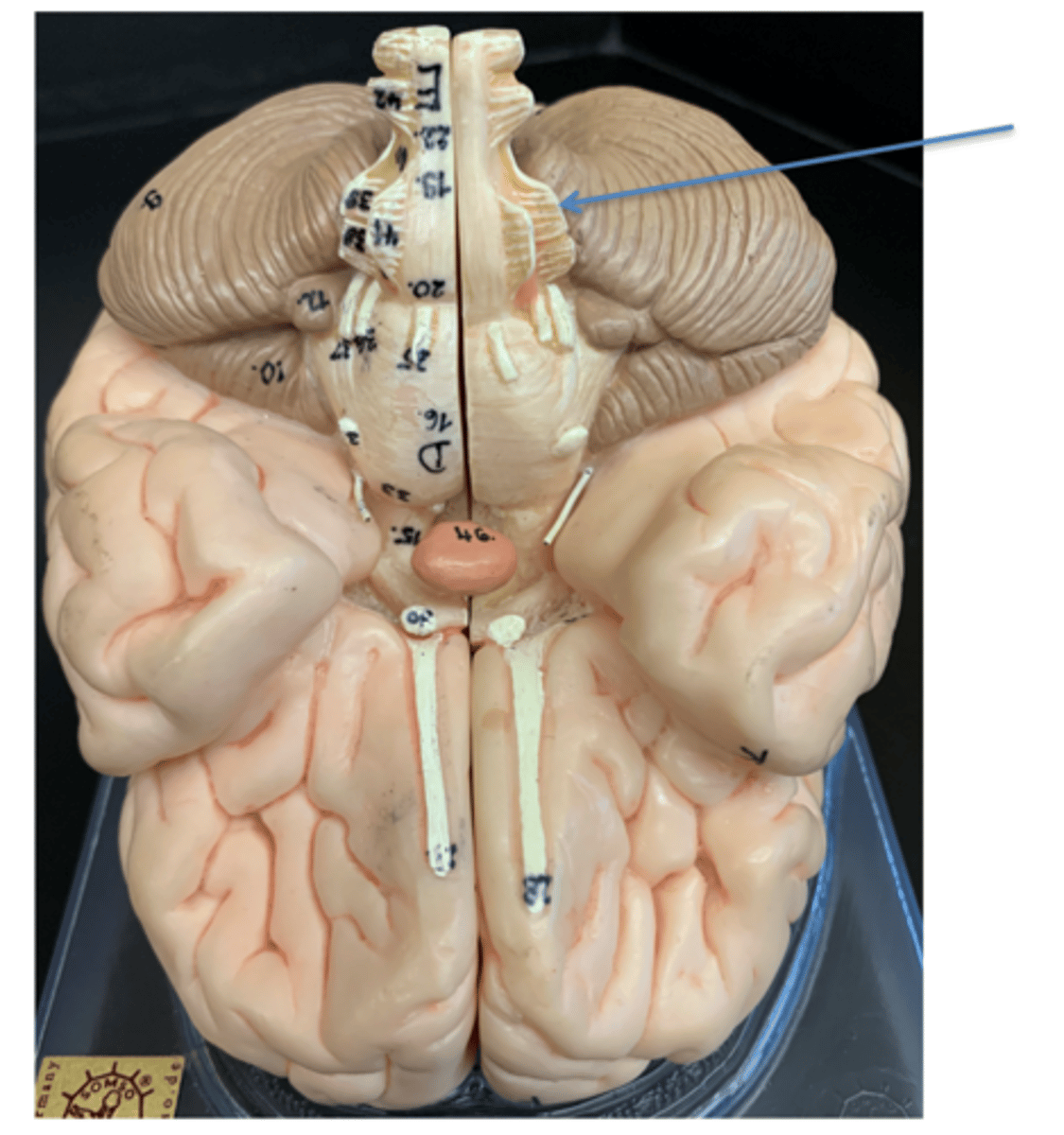 <p>Give the Cranial Nerve number, name &amp; function</p>
