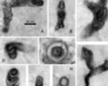 <p>an extinct red alga from 1.1 bya; oldest known multicellular eukaryote; evidence of sexual reproduction</p>