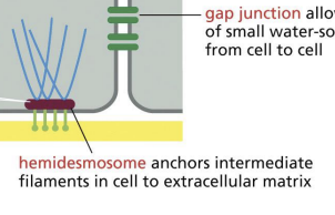 <p>Keratins = type of IFs. Keratin network is connected to the basal lamina by</p>
