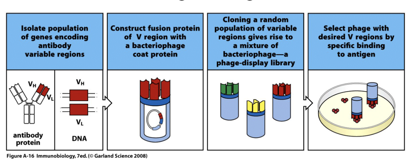 <p><span><span>Phage display library: a collection of recombinant phage, each displaying a</span></span><br><span><span>different antigen-binding domain on its surface</span></span></p><p>fuse variable region and generate a library</p>