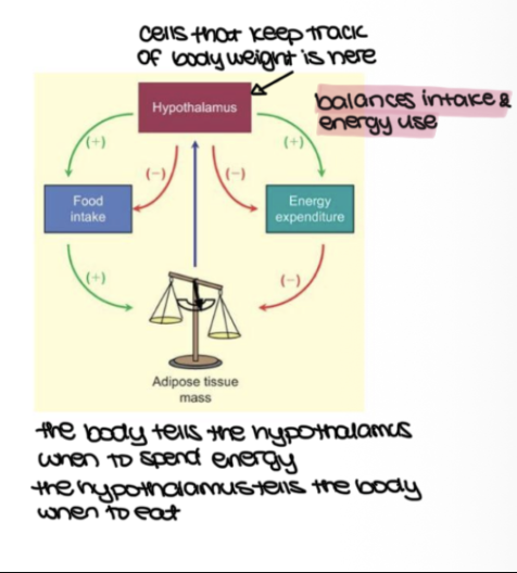<p>maintain body weight&nbsp;</p>