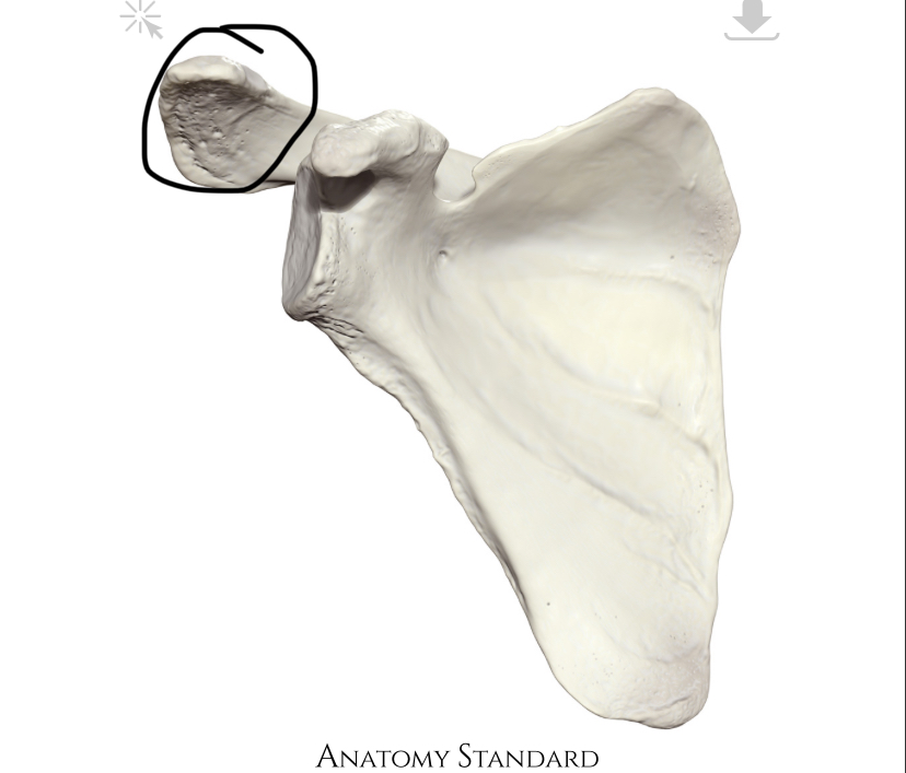 <p>Hoe heet dit deel?</p>