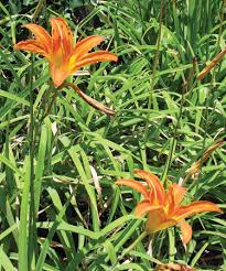 <p>Daylilies(non-native)</p>
