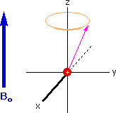 <ol><li><p>Each proton has a magnetic direction (in ANY 3D Direction) represented by a vector </p></li><li><p>The transverse component (xy plane) of a spin precesses about the Z-axis at the Larmour frequency</p></li><li><p>The Z component of a spin dies not spin</p><ul><li><p>if a spin is pointing along ± Z, it will remain pointing in the same direction with no rotation</p></li></ul></li></ol><p></p>