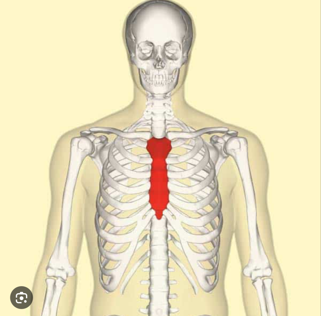 <p>Central anterior part of the chest</p><p>Flat elongated bone located in anterior part of the chest cavity</p><p></p><p></p>