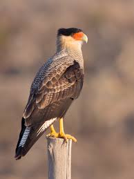 <p>Caracaras</p>