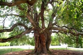 <p>location: generalist, shade intolerant</p><p>Leaf: thorn where leaf attaches, simple, smooth margin, pointy tip</p><p>Bark: tree grows in very poor form, orange in fissures, branches low, very ugly</p>