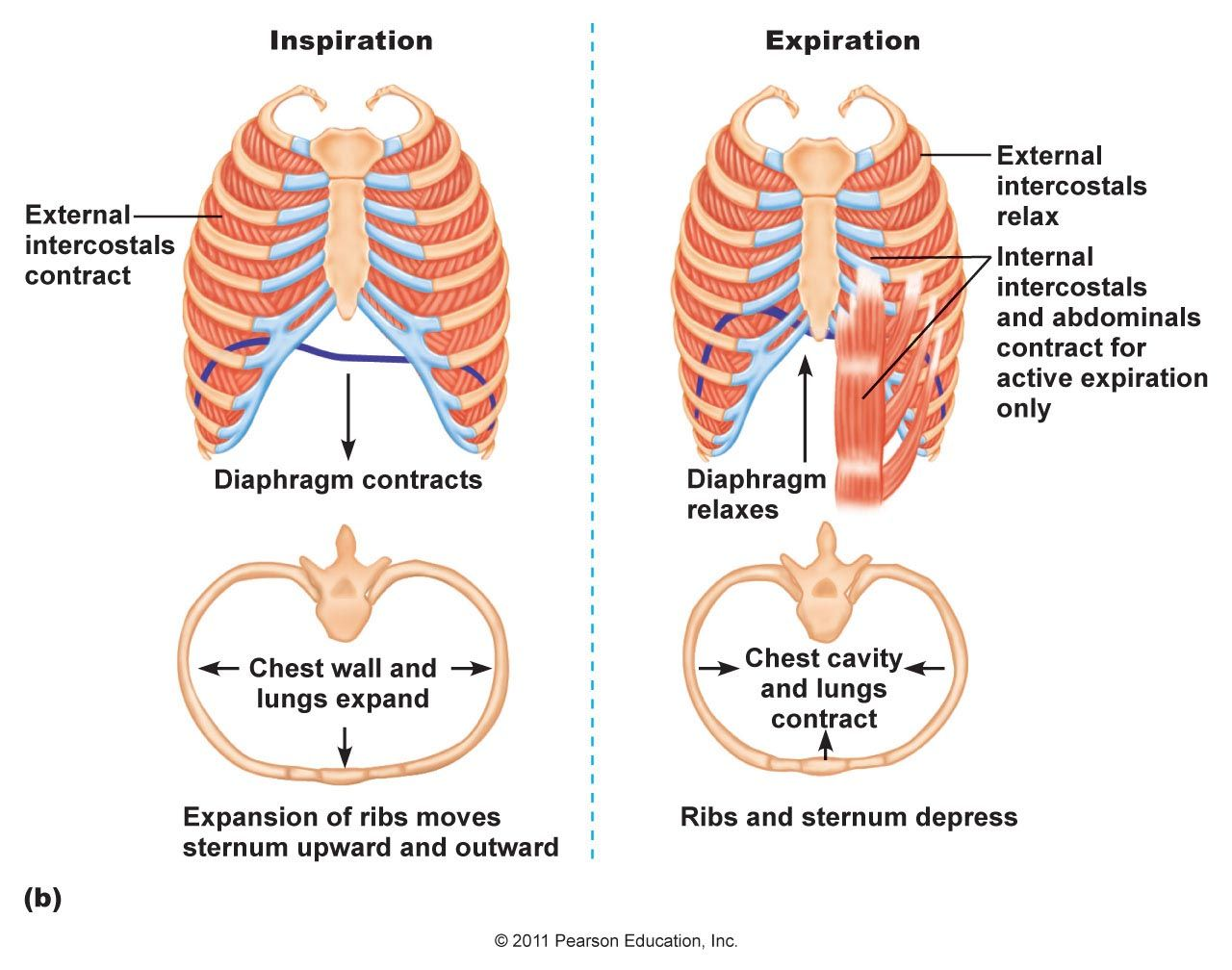 <p>The different orientations and angles of muscle fibers in the internal and extenral intercostal muscles mean that they move the ribcage in opposite directions. </p><p>During inspiration, the external intercostal muscles contract, which pulls the rib cage up and out. The internal intercostal muscles to stretch. </p><p>During expiration, the internal intercostal muscles contract, which pulls the rib cage down and inwards. The external intercostal muscles are stretched. </p>