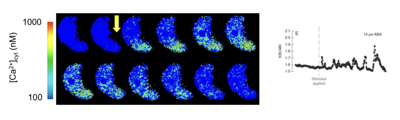 <p>ABA triggers Ca2+ transients</p><ul><li><p>temporary localised changes in [Ca2+]</p></li><li><p>well controlled</p><ul><li><p>i.e <em>pulses</em></p></li></ul></li></ul><p></p>