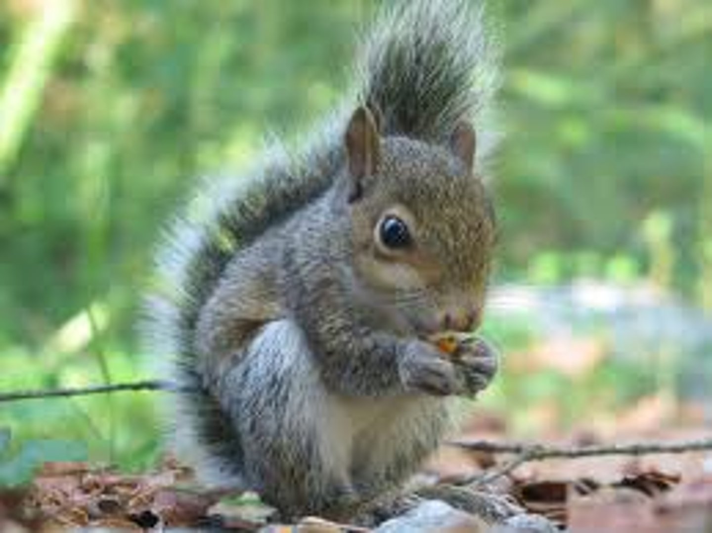 <p>squirrel</p>