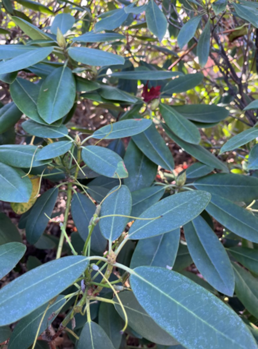 <p>bigger elongated elliptic leaf, entire margins, vegetative and floral buds, huge capsules w persistent style, no hairs on bottom</p>