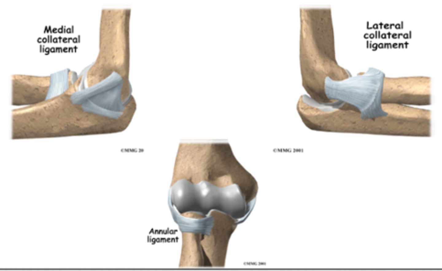 <p>Medial collateral ligament</p><p>Lateral collateral ligament</p><p>Annular ligament</p>