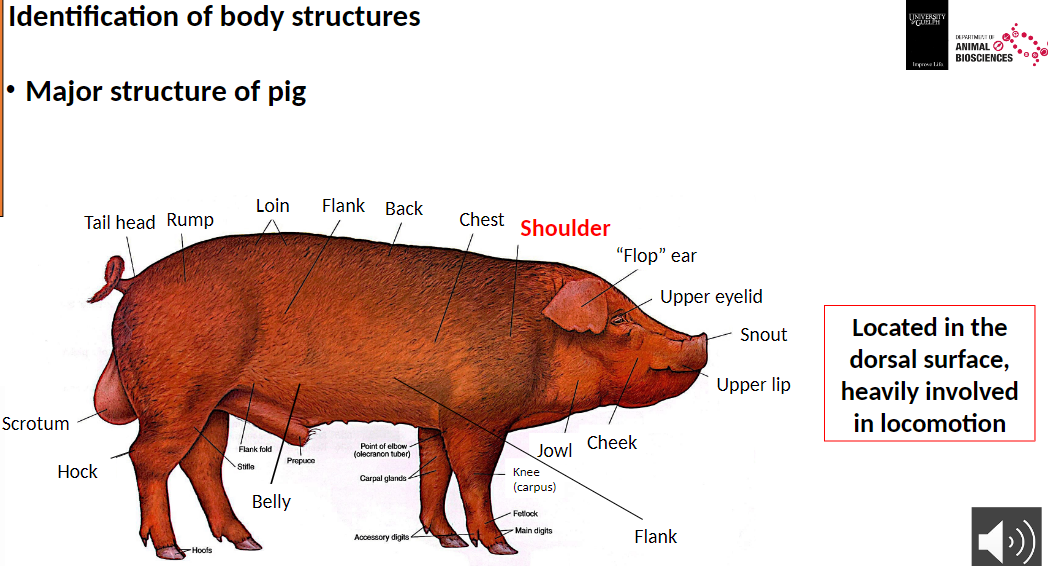 <p><strong>Shoulder</strong><br>āLocated on the dorsal surface<br>āHeavily involved in locomotion</p>