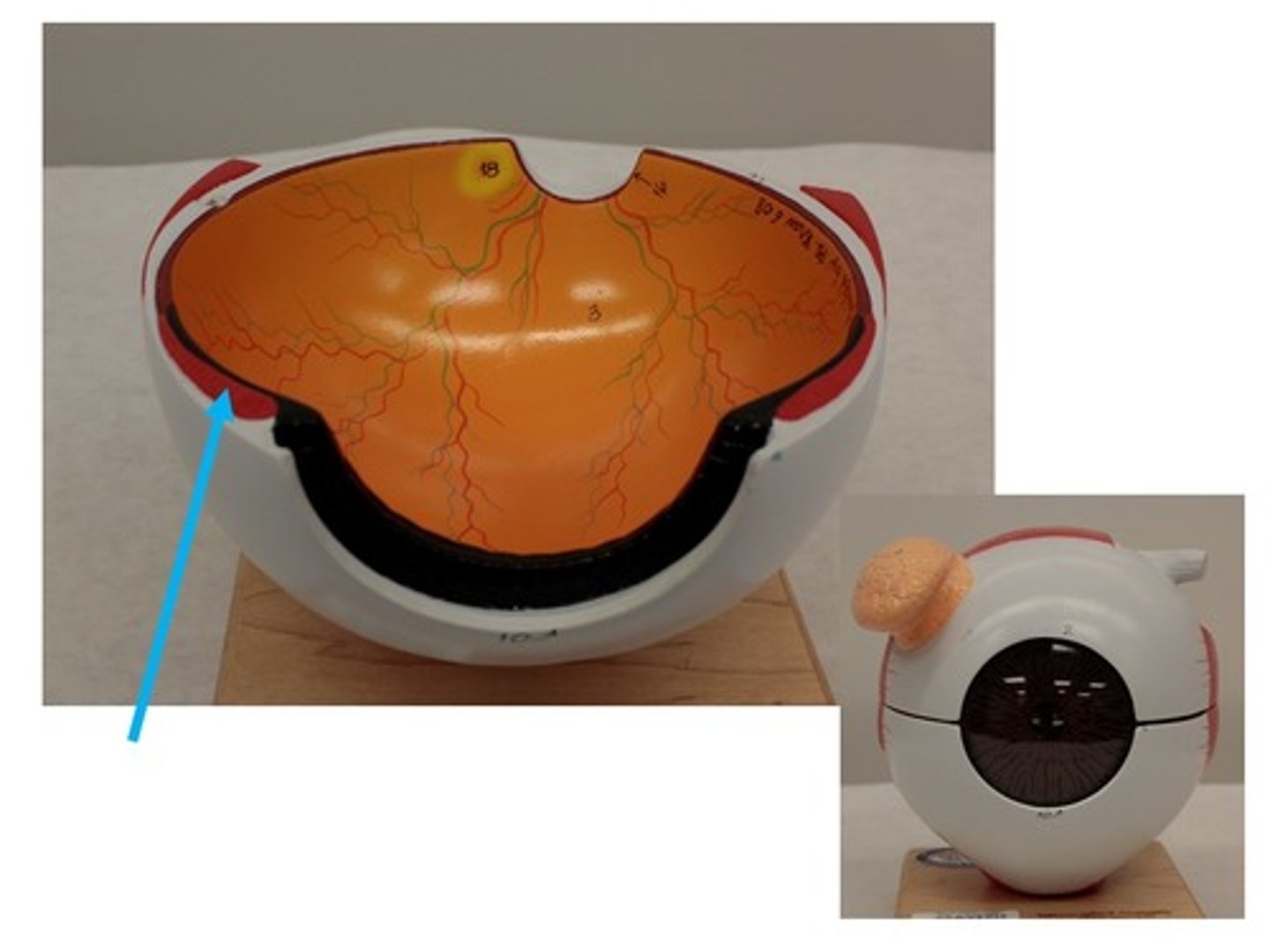 knowt flashcard image