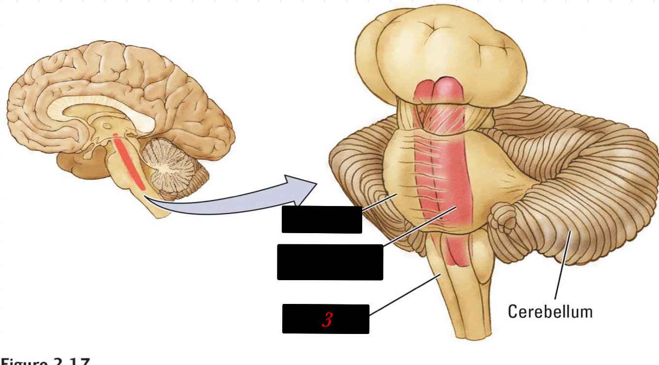 basic body regulatory functions 