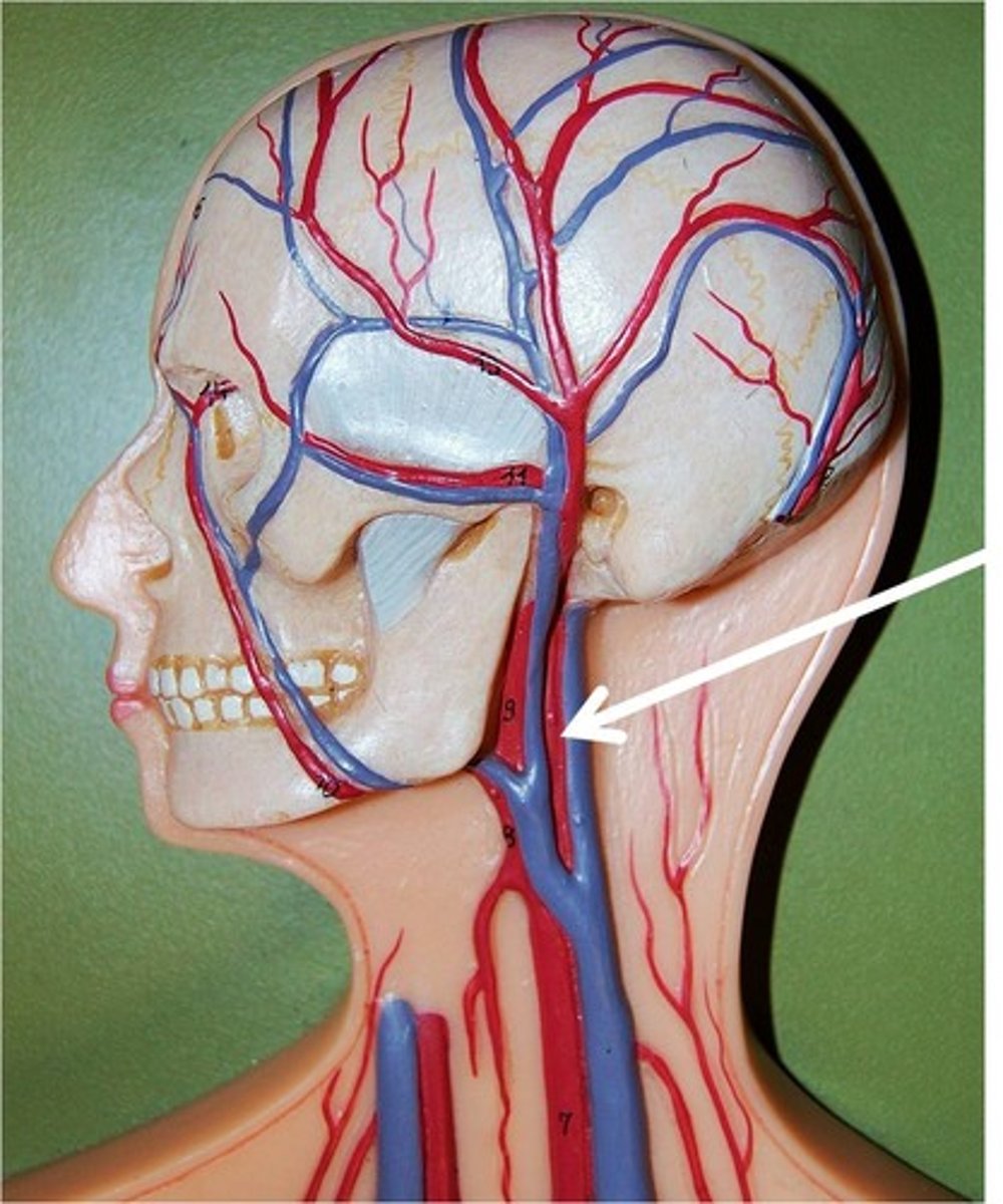 <p>branches off the common carotid and runs inward and upward to supply the brain</p><p>Anterior 2/3 of brain</p>