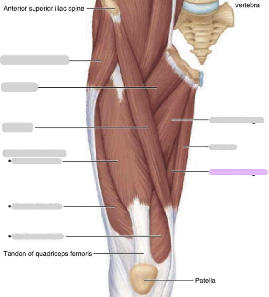 <p>Anterior thigh (superficial)</p>