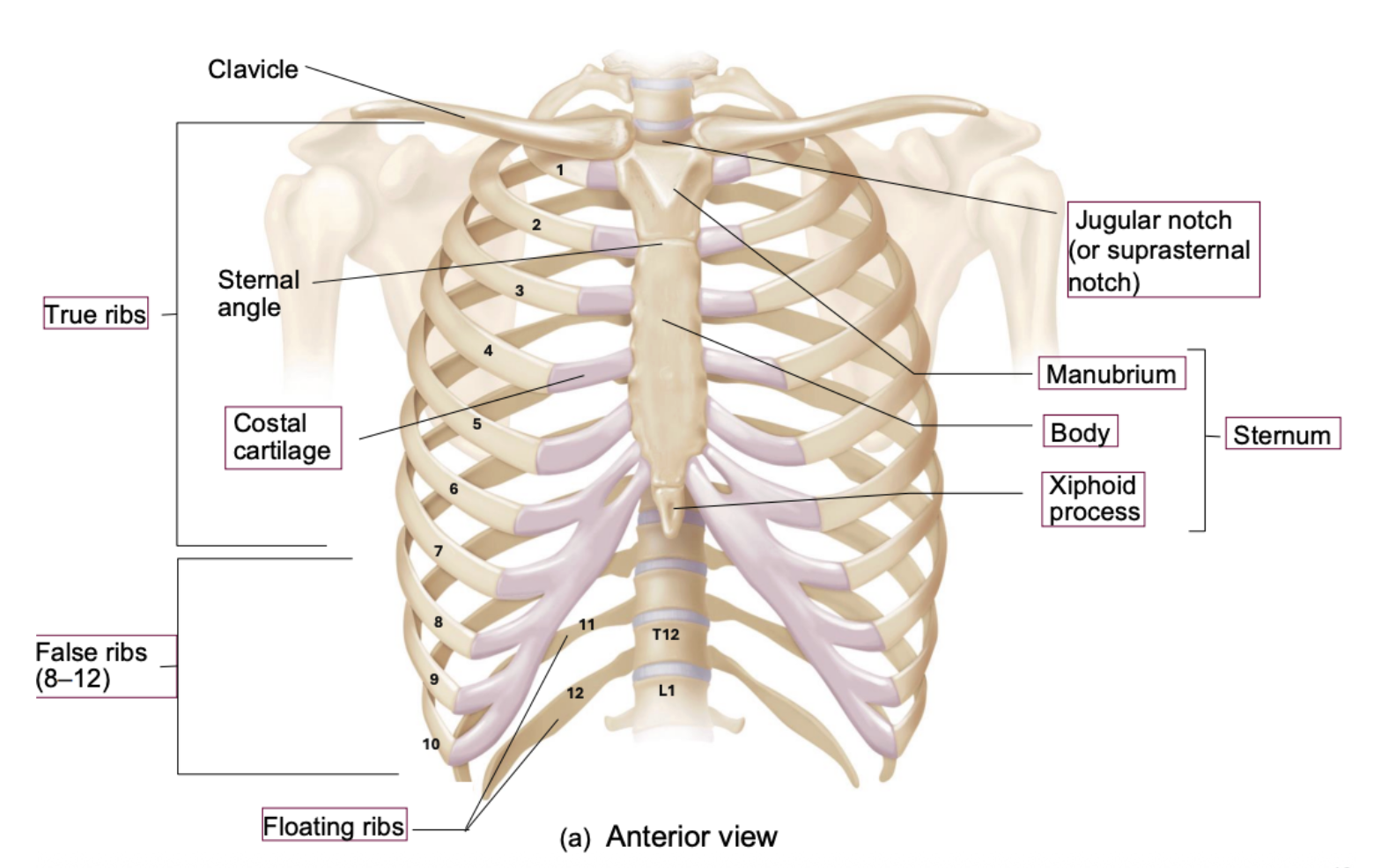 <p>cartilage that acts as “middleman“ — connecting ribs to the sternum </p>