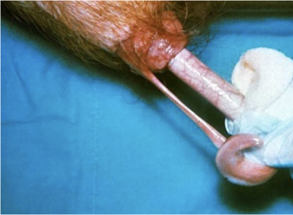 <p>Testes descend DURING GESTATION… </p><ul><li><p>At time of birth, should be descended </p></li></ul><p></p><p>Features of the neonate penis:</p><p>1) Initially slender and short at birth</p><p>2) NO SIGMOID FLEXTURE<br>3) Has an initial attachment of prepuce to the tip of the penis by a <strong>frenulum</strong> (see image)… also like this in carnivores </p><p>4) The quick lengthening of the penis is what develops the sigmoid flexure </p><p></p>