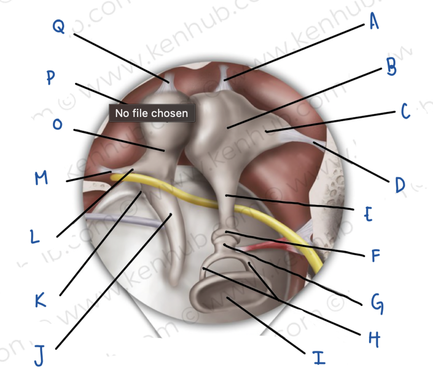 <p>Name the middle ear structure labeled F</p>